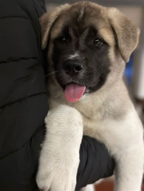 akita philippines|Pure breed American Akita Puppies .